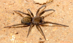Phyxelididae