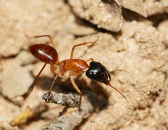Camponotus nigriceps