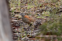 Turnix varius