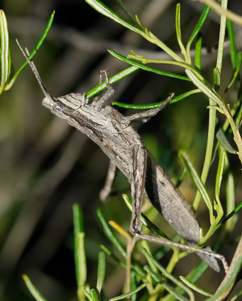 Coryphistina