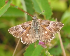 Muschampia floccifera