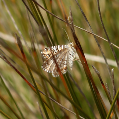 Chrysolarentia rhynchota