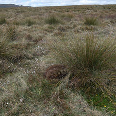 Tachyglossus aculeatus setosus