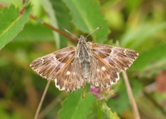 Muschampia floccifera