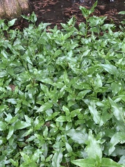 Gymnocoronis spilanthoides