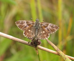 Muschampia floccifera