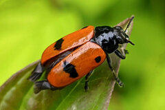 Clytra quadripunctata