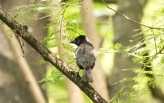 Molothrus bonariensis