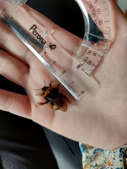 Bombus terrestris lusitanicus