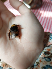 Bombus terrestris lusitanicus
