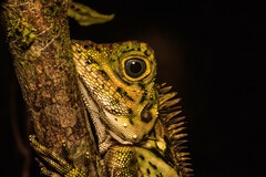 Gonocephalus liogaster