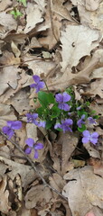 Viola hirta