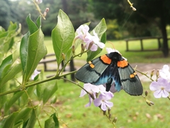 Egybolis vaillantina