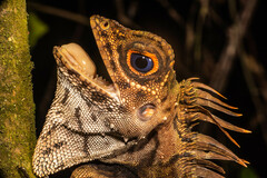 Gonocephalus liogaster