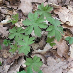 Geranium sylvaticum