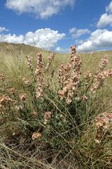 Atraphaxis frutescens