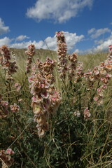 Atraphaxis frutescens