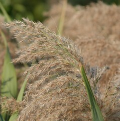 Phragmites karka