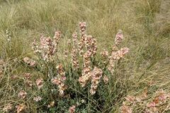 Atraphaxis frutescens