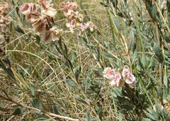 Atraphaxis frutescens