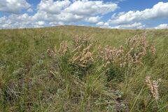 Atraphaxis frutescens