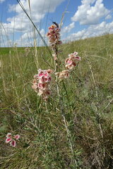 Atraphaxis frutescens