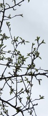 Malus sylvestris