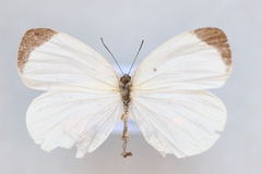 Abaeis albula celata