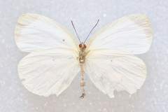 Abaeis albula celata