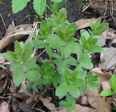 Cruciata glabra
