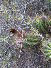 Trichocereus candicans