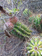 Trichocereus candicans