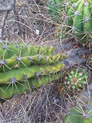 Trichocereus candicans
