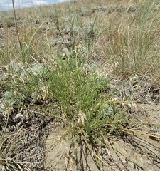 Astragalus tenuifolius