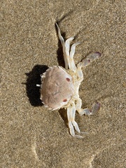 Ovalipes australiensis