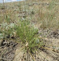 Astragalus tenuifolius