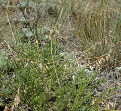Astragalus tenuifolius