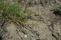 Astragalus tenuifolius