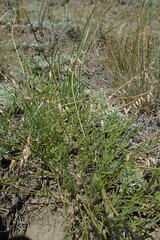 Astragalus tenuifolius
