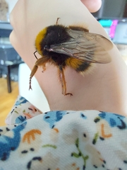 Bombus terrestris lusitanicus