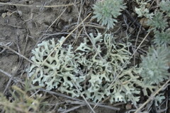 Xanthoparmelia camtschadalis