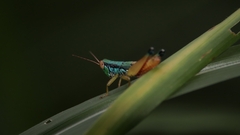Caryanda spuria