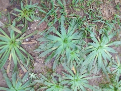 Plantago serraria