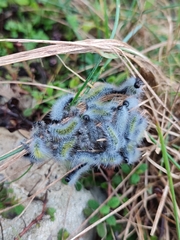 Thaumetopoea herculeana