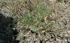 Astragalus tenuifolius