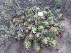 Trichocereus candicans