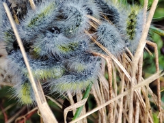 Thaumetopoea herculeana