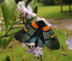 Egybolis vaillantina