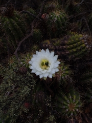 Trichocereus candicans