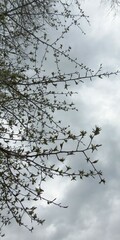 Pyrus communis pyraster